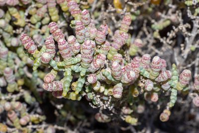 Tecticornia pterygosperma, photographed by T. Hammer