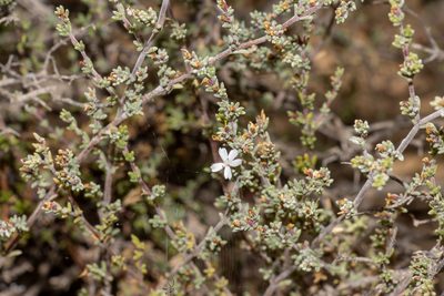 Frankenia sessilis, photographed by T. Hammer