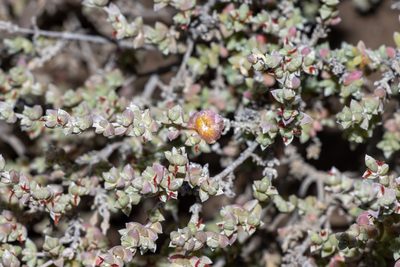 Maireana oppositifolia, photographed by T. Hammer