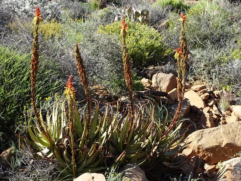 Aloe microstigma, photographed by Peter Warren