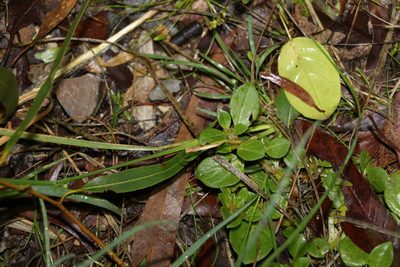 Alternanthera pungens, photographed by Greg Tasney