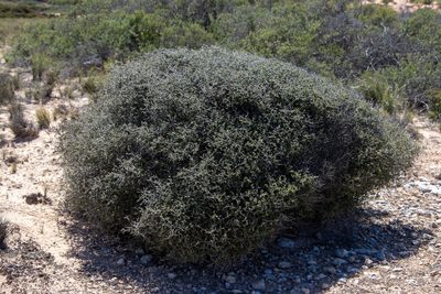 Pomaderris forrestiana, photographed by T. Hammer