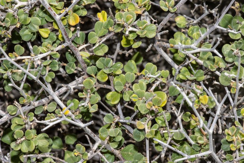 Pomaderris forrestiana, photographed by T. Hammer