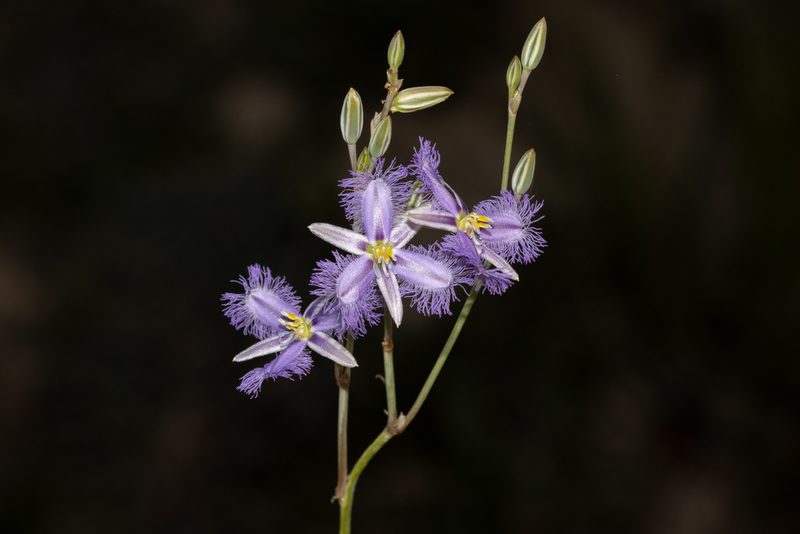Thysanotus baueri, photographed by T. Hammer