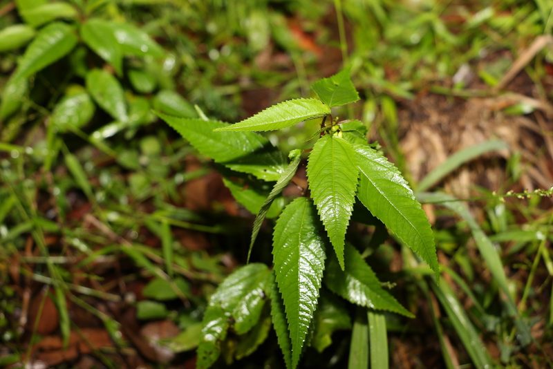 Corchorus cunninghamii, photographed by Greg Tasney