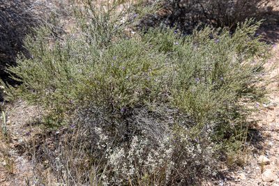 Eremophila praecox, photographed by T. Hammer