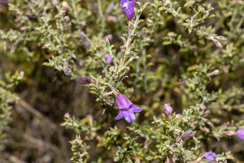 Eremophila praecox, photographed by T. Hammer