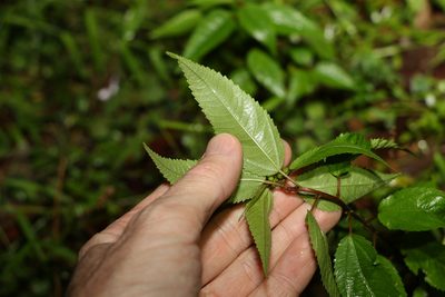 Corchorus cunninghamii, photographed by Greg Tasney