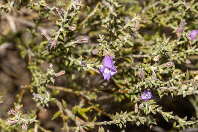 Eremophila praecox, photographed by T. Hammer