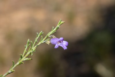 Eremophila praecox, photographed by T. Hammer
