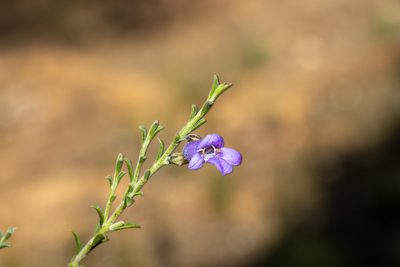 Eremophila praecox, photographed by T. Hammer
