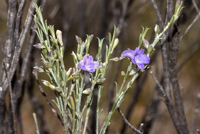 Eremophila scoparia, photographed by T. Hammer