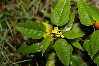 Corchorus cunninghamii, photographed by Greg Tasney