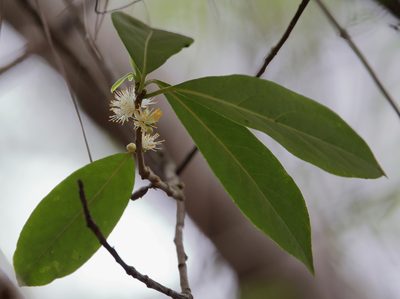 Symplocos tinctoria, photographed by Lauren McLaurin