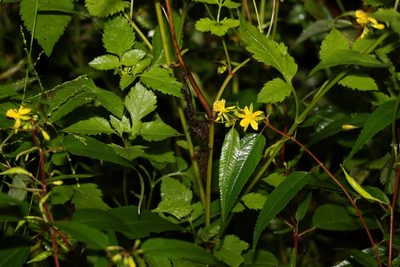 Corchorus cunninghamii, photographed by Greg Tasney