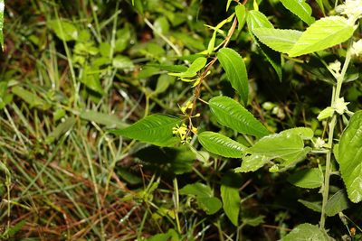Corchorus cunninghamii, photographed by Greg Tasney