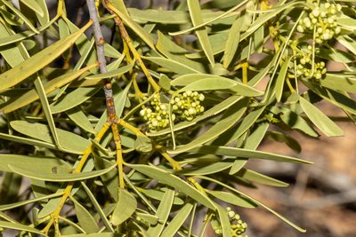 Santalum acuminatum, photographed by T. Hammer