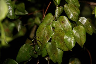 Pleogyne australis, photographed by Greg Tasney
