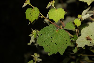 Triumfetta rhomboidea, photographed by Greg Tasney