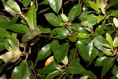 Croton insularis, photographed by Greg Tasney