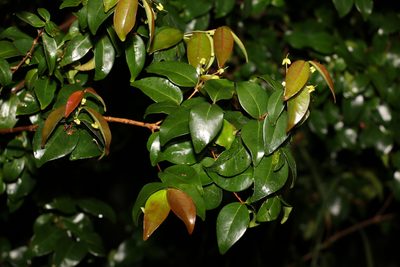 Eugenia uniflora, photographed by Greg Tasney
