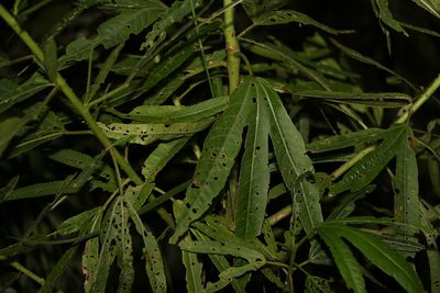Sabdariffa heterophylla, photographed by Greg Tasney