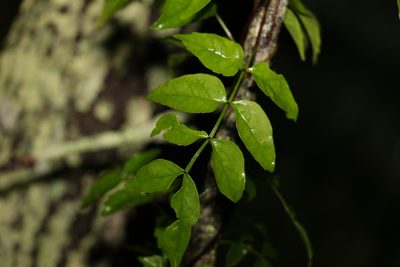 Pandorea pandorana, photographed by Greg Tasney