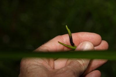 Gymnostachys anceps, photographed by Greg Tasney