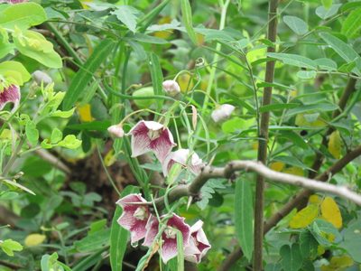 Oxystelma esculentum, photographed by Meghaa