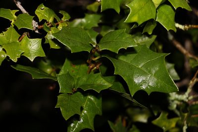 Alchornea ilicifolia, photographed by Greg Tasney