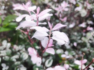 Breynia disticha, photographed by Augustin Soulard