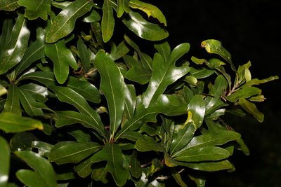 Stenocarpus sinuatus, photographed by Greg Tasney