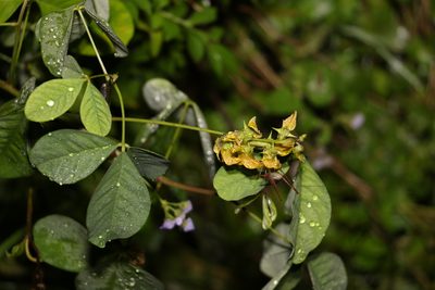 Crotalaria pallida, photographed by Greg Tasney