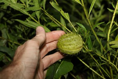 Gomphocarpus fruticosus, photographed by Greg Tasney