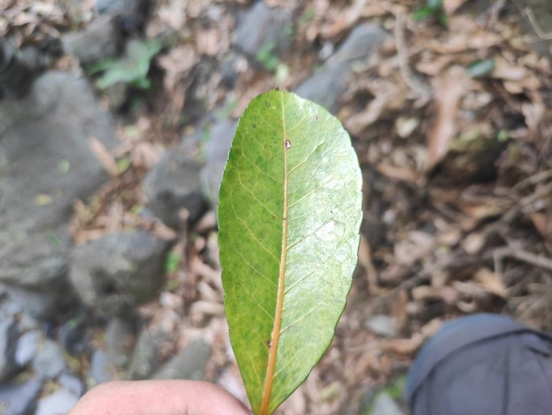 Elaeodendron orientale, photographed by Augustin Soulard