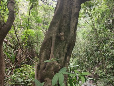 Elaeodendron orientale, photographed by Augustin Soulard