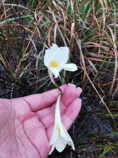 Cyrtanthus leucanthus, photographed by Cait Smith