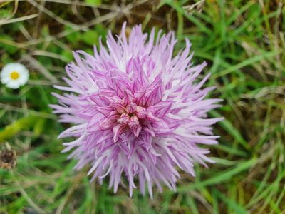 Orchis italica, photographed by João Valença