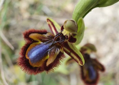 Ophrys speculum, photographed by João Valença