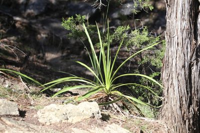 Yucca rupicola, photographed by Andy Jordan