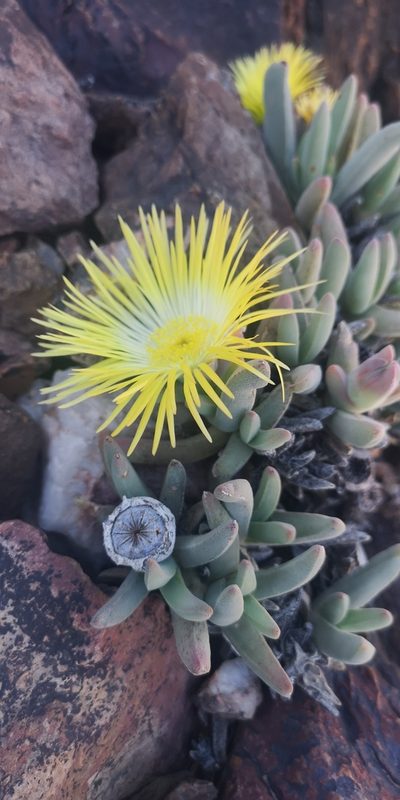 Cheiridopsis pilosula, photographed by leandra-k_89