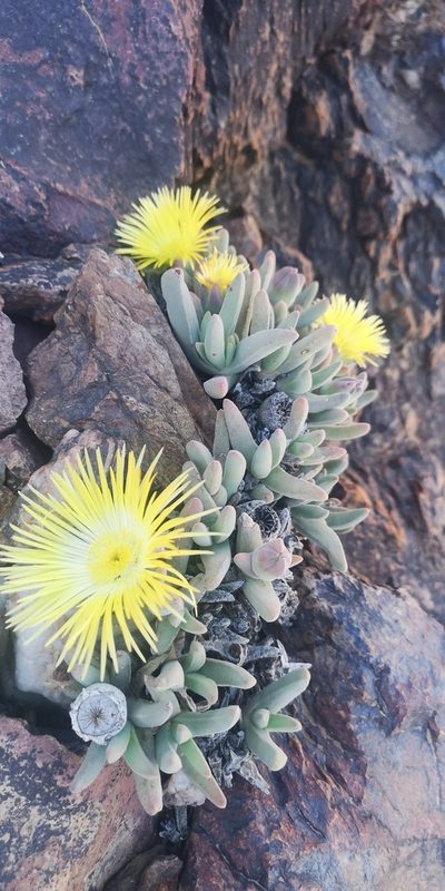 Cheiridopsis pilosula, photographed by leandra-k_89