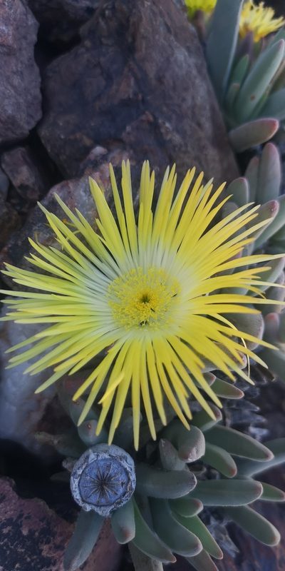 Cheiridopsis pilosula, photographed by leandra-k_89