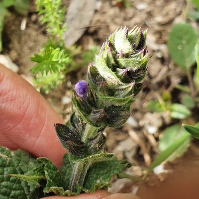 Salvia verbenaca, photographed by Mehdi Chetibi