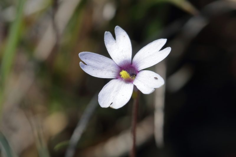 Pinguicula planifolia, photographed by Kim