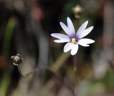 Pinguicula planifolia, photographed by Kim