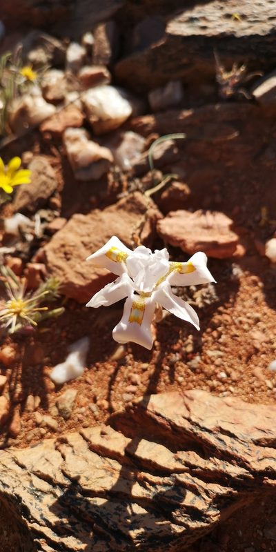 Moraea saxicola, photographed by leandra-k_89