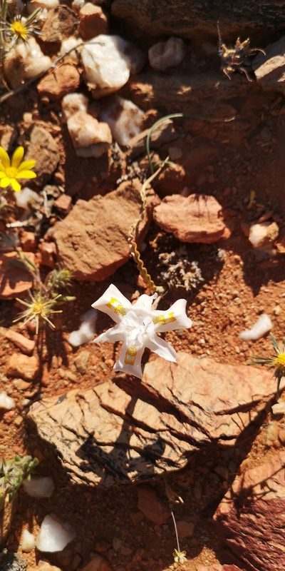 Moraea saxicola, photographed by leandra-k_89