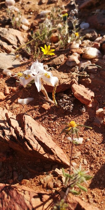 Moraea saxicola, photographed by leandra-k_89