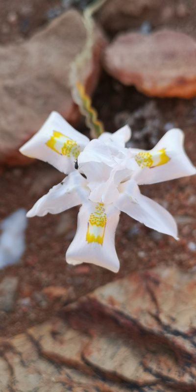 Moraea saxicola, photographed by leandra-k_89